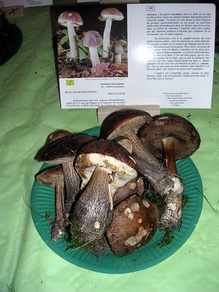 Expo champignons a St Leger 92